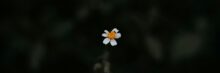 A solitary white daisy stands out against a dark, moody backdrop, showcasing nature's simplicity.